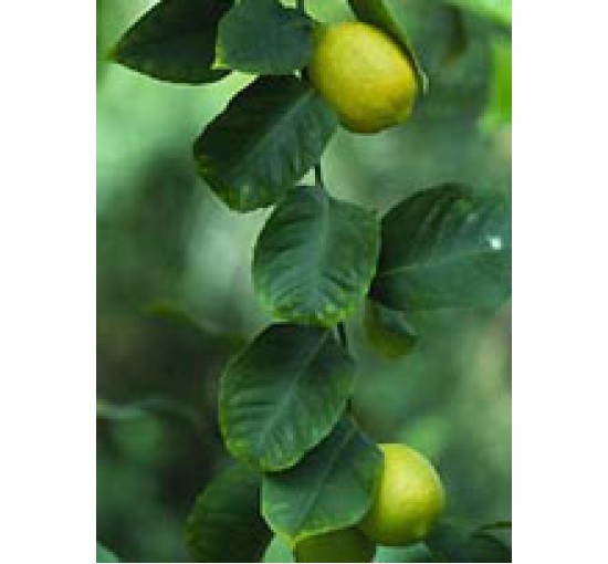 MSA CITRUS LIMONUM 50ML