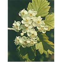 MSA CRATAEGUS OXYACA 50ML