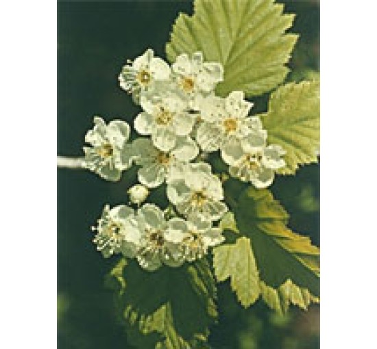 MSA CRATAEGUS OXYACA 50ML