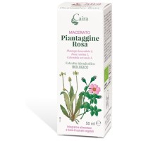PIANTAGGINE RA MACERATO CAIRA