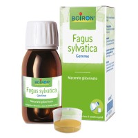 FAGUS SYLVATICA BOI MG60ML INT