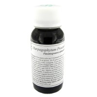 LVS 08N HARPAGOPHYTUM PRO COMP