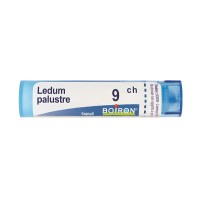 LEDUM PALUSTRE 9CH GR